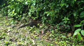 Coati in Costa Rica
