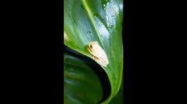 Red Eyed Tree Frog (less than 1 month old)