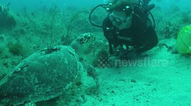 Hawksbill enjoying 2 Divers