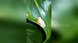 Newsflare Edit - Red Eyed Tree Frog (less than 1 month old)