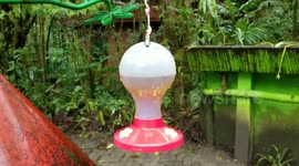Costa Rica Hummingbirds