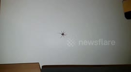 Shooting spider in slow motion