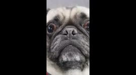 Cute pug