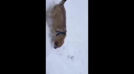 Walking with the dog in the snow