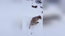 Newsflare Edit - Walking with the dog in the snow
