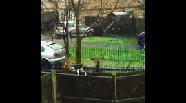 Cat making his way home as snow starts