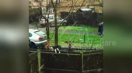 Newsflare Edit - Cat making his way home as snow starts