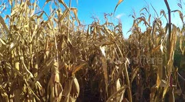 Lost Walking Through A Corn Field In England