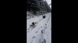 Wheelchair Bound Daughter Dog Sledding in Northern Ireland