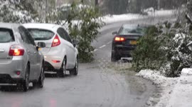 Snow mayhem trees cars