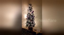 Newsflare Edit - Meowy Christmas...