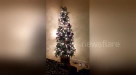 Cheeky kitten throws decorations from top of Christmas tree