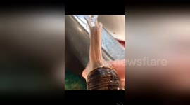 Newsflare Edit - Snail getting a bath