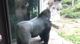 Gorilla whacks glass in front of stunned zoo visitors