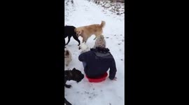 Dog sledding