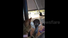 Cat gets owned by emu in Western Australia