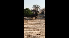 Baby elephant on the run