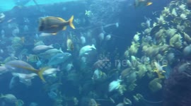 Tropical fish aquarium in the Bahamas at feeding time