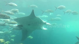Huge manta ray does a flip while feeding