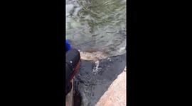 Hand feeding a Shark