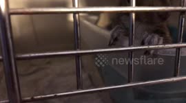 Rescued squirrel