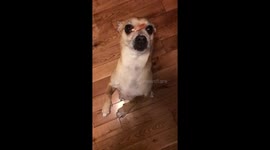 Chihuahua slow motion treat