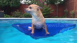 Chihuahua floating on raft