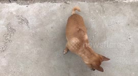 Chihuahua tricks