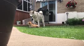 Husky upset with chihuahua