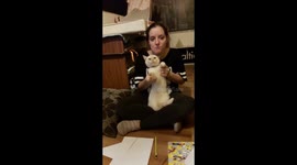 Cat don't care about humans games..