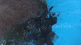 Chihuahua swimming out of the pool