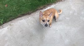 Chihuahua tricks part 2