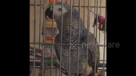 Parrot thinks he's Santa Clause.
