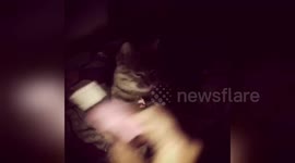 Newsflare Edit - Little Lola learns to fetch