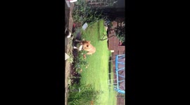 Bailey the pitbull