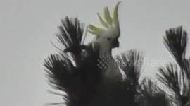 Lost Parrot
