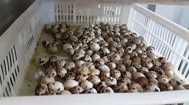 chicken eggs just hatched