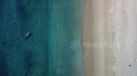 Entangled grey whale awaits rescue feet from the shore in California