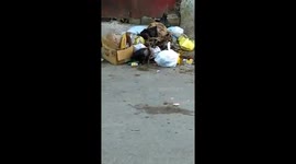 Miren que nido de ratas en medio del barrio Chilo Pouriet a plena luz del día