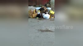 Newsflare Edit - Miren que nido de ratas en medio del barrio Chilo Pouriet a plena luz del día