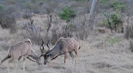 Beautiful male kudu antelope lock horns in Kruger National Park