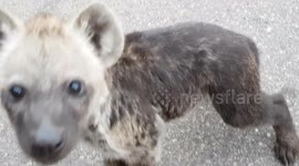 Cute and curious hyena cubs approach photographer