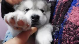 Alaskan Malamute suckling 3 week old PUPPY