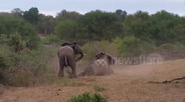 Elephant falls while trying to mate
