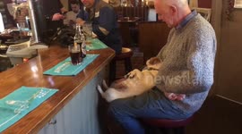 Chilled out dog sleeps at bar