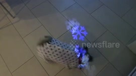 Christmas Pug in Gingerbread onesie pajamas Chasing Snowflakes