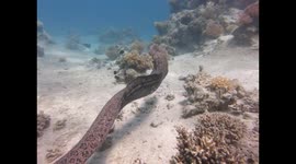 Two adult Moray Eels fighting