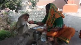 Poor women adopt monkey that lost both hands in accident