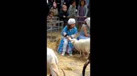 Little girl feeding goat