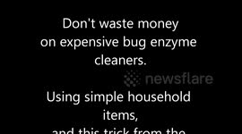 Easy Way to Clean & Remove Dead Bugs From Your Car
